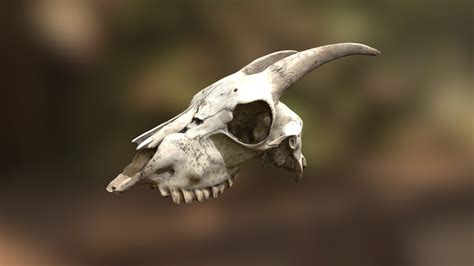 Goat Skull Retopo Textured 3d Model By Entropynine Entropy9ine