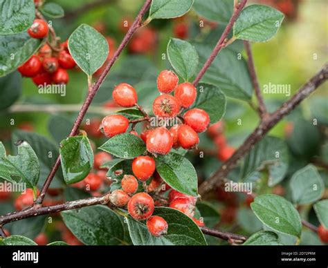 Cotoneaster Lacteus Hi Res Stock Photography And Images Alamy