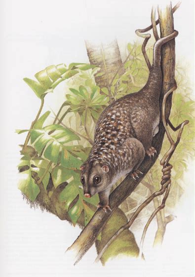 Woodlark cuscus habitat saved! - EDGE of Existence