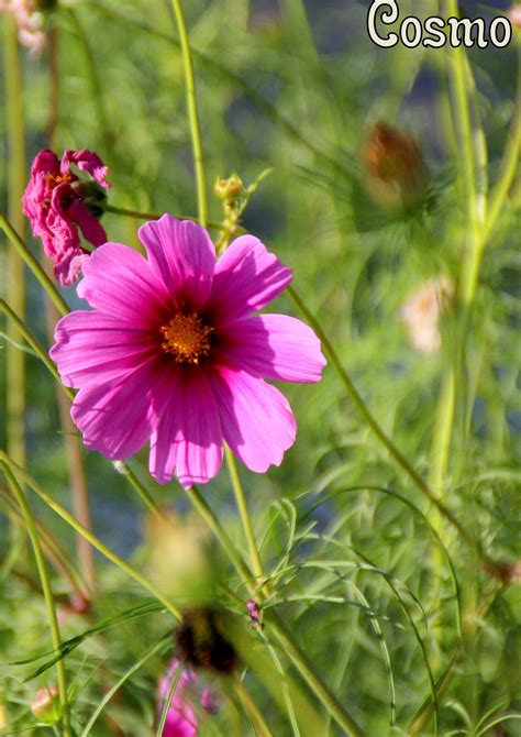 Cosmo | Cosmos, Plants, Garden