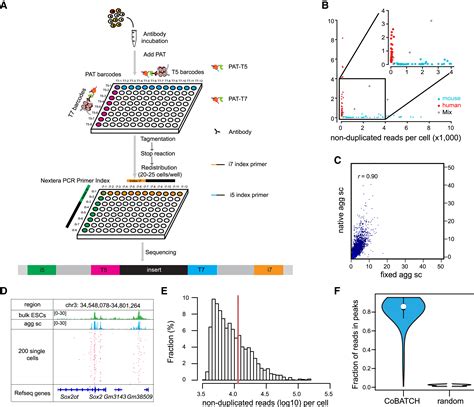 Cobatch For High Throughput Single Cell Epigenomic Profiling Molecular