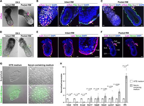 Differentiation Potential Of IXTE Cells A E6 5 Chimeric Embryo With