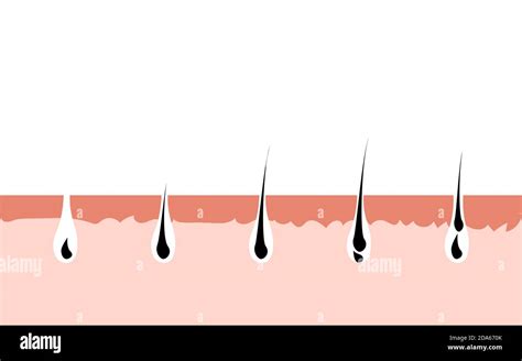 Hair Growth Cycle Skin Follicle Anatomy Anagen Phase Hair Growth