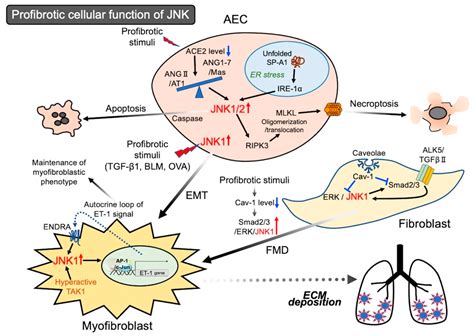 Ijms Free Full Text Pathophysiological Roles Of Stress Activated