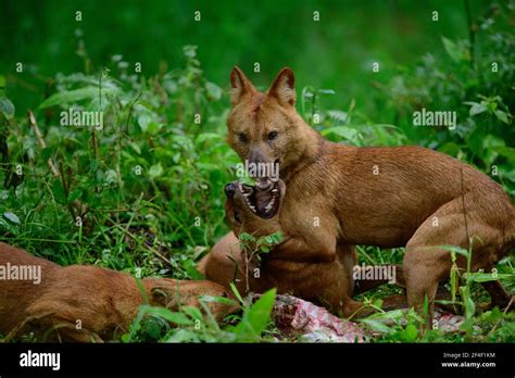 Indian wild dog dhole cuon hi-res stock photography and images - Alamy