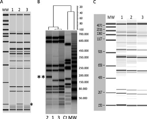 Genotyping of isolates. Extensive genotyping experiments were performed ...