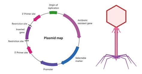 Vectors for gene cloning- Plasmids and Bacteriophage