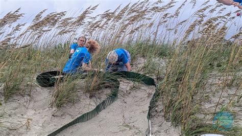 Wait Our Mama Sea Turtles Are Not Done Caswell Beach Turtle Watch