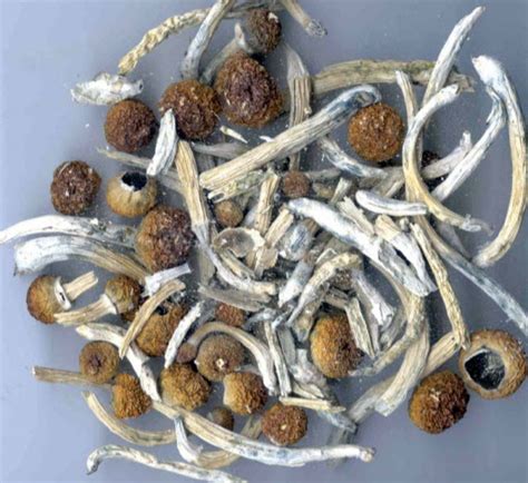 Psilocybin Mushrooms