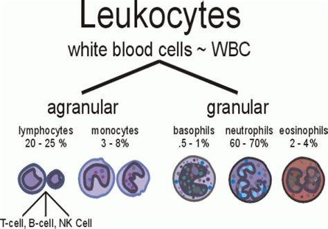 Cancer, A Lab Tech 's Perspective: Acute Monocytic Leukemia