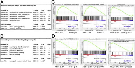 Myt1 And Myt1l Transcription Factors Limit Proliferation In Gbm Cells