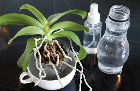 How to water an orchid - Tips and Tricks- Orchid Friends