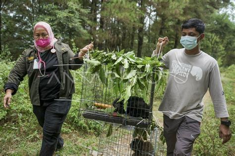 PELEPASLIARAN SATWA DILINDUNGI DI ACEH ANTARA Foto