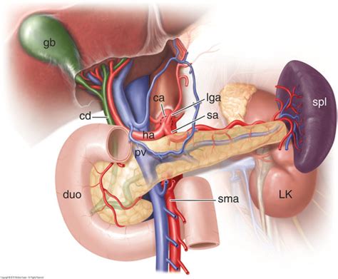 Pancreas Path Flashcards Quizlet