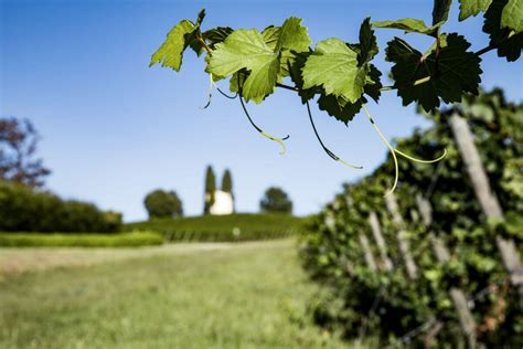 Sauvignon Blanc: the characteristics of a great white in the "land of reds"