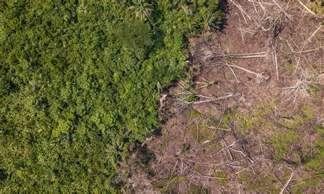 Primary Forest Loss Global Forest Review