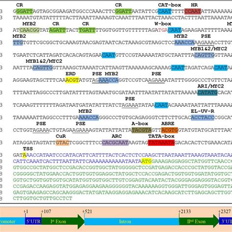 Graphical Representation Of Sbasr 1 Gene Genomic Organization Total