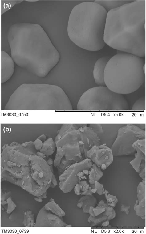 Scanning electron micro graphs of CS a and CS βCD b Download