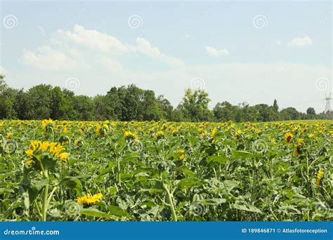 Sunflower Field Agriculture Business Farming Autumn Harvest Stock