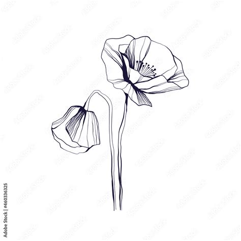 Abstract Modern Floral Illustration Set Of Peony Poppy Hand Drawn