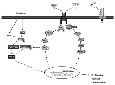 Schematic Diagram Of Igf1r Mediated Signalling Events Igf I Or Igf Ii