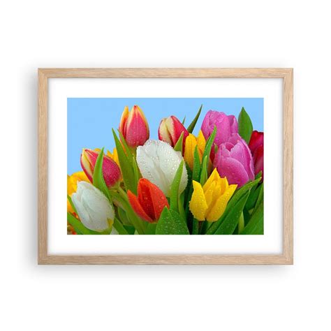 Obraz Plakat Kwiatowa T Cza W Kroplach Rosy X Cm Tulipany