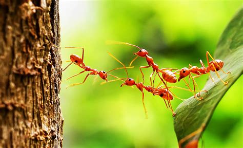 Determining The Sex Of Ants Is No Easy Task