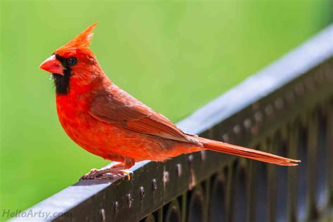 How To Draw A Cardinal Helloartsy