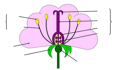 Plant Reproduction Diagram Quizlet