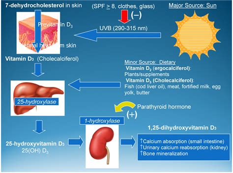 Nutrients Free Full Text Vitamin D And Its Role During Pregnancy In