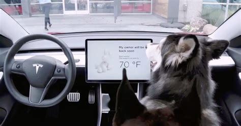 Tesla Releases Dog Mode To Keep Your Puppies Safe And Cool Inside