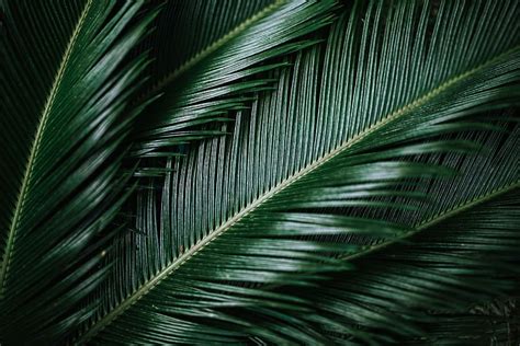 Hd Wallpaper Yellow Palm Leaves Surrounded By Green Palm Leaves Leaf