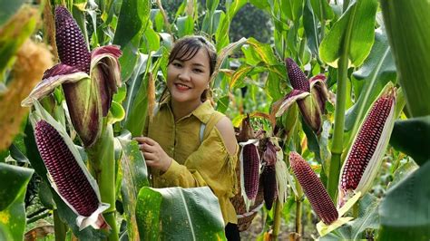 Harvest Purple Corn Garden To Bring To The Market To Sell With The Dog