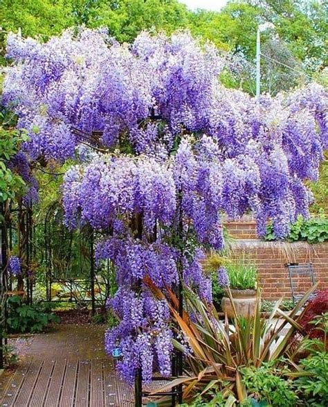 Wisteria Chi Ska Sadzonka Pi Kny Kwiat Glicynia Cena Opinie Drzewa