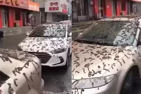 Chuva De Vermes Na China Deixa Carros Cobertos De Bichos Nojentos