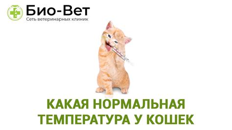 Температура тела кошки. Какая нормальная температура у кошек - YouTube