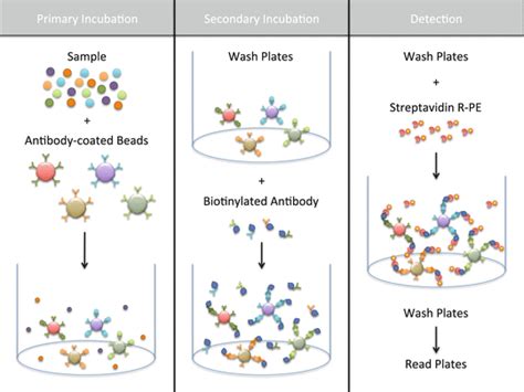 Quantification Of Multiple Cytokines And Chemokines Using Cytometric Bead Arrays Springerlink