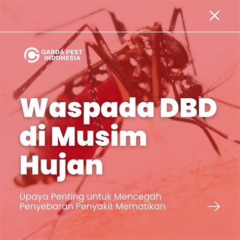 WASPADA DBD DI MUSIM HUJAN HP 0813 8299 9966 JASA FOGGING NYAMUK