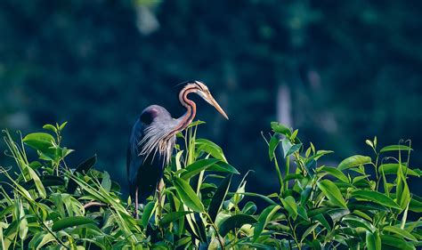 Kumarakom Bird Sanctuary 4kerala