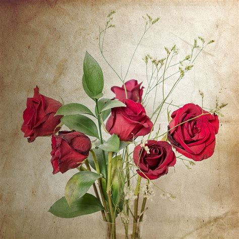 Roses Red Vintage - Free photo on Pixabay