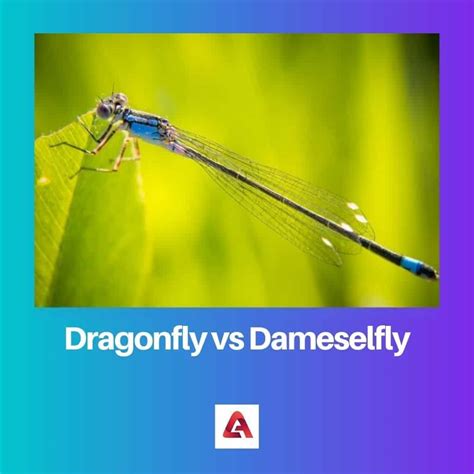 Dragonfly Vs Damselfly Difference And Comparison