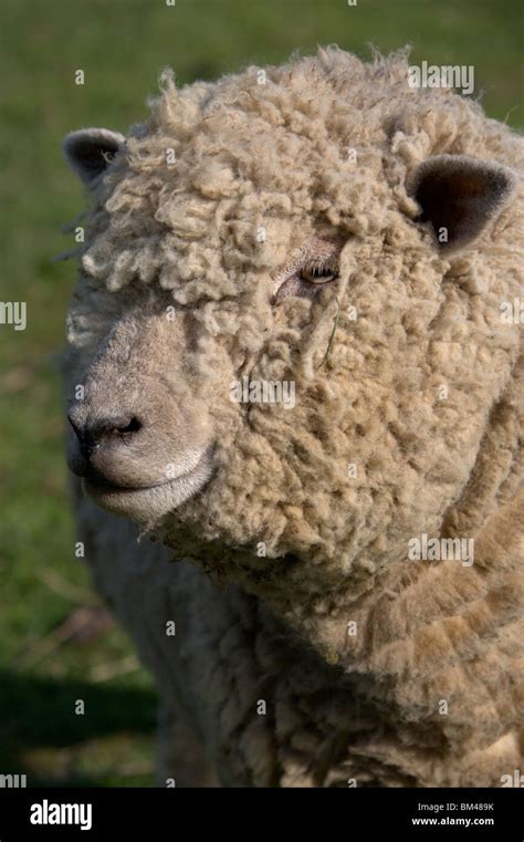 southdown sheep Stock Photo - Alamy