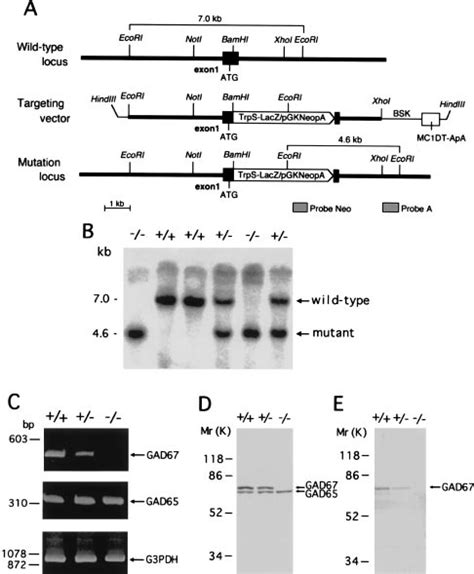 Targeted Disruption Of The Mouse GAD67 Gene A Schematic