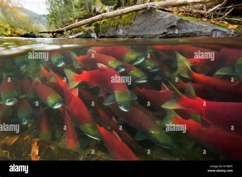 Sockeye Salmon Oncorhynchus Nerka Group Swimming Upstream Between Forested Banks During