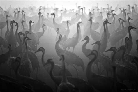 Birds Black And White Photography By Cohen 3 - Preview