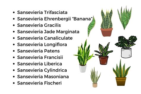 Different Types Of Snake Plants Sansevieria Varieties Infarrantly