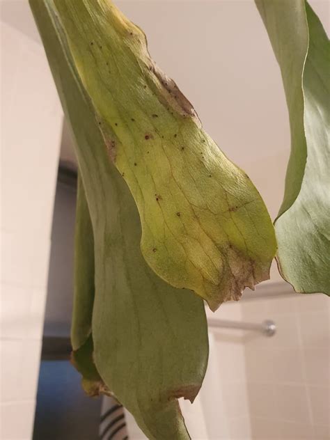 Black Spots On Underside Of One Staghorn Fern Leaf And Other Leaves Have Crispy Tips In Humid