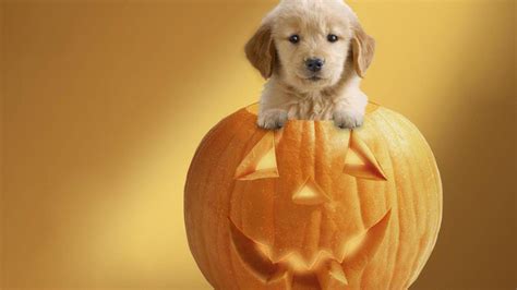 Dog Cat Halloween Wallpapers - Top Free Dog Cat Halloween Backgrounds - WallpaperAccess