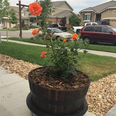 Biodegradable Urn Cremation Tree Bio Urn Ashes Into A Tree The