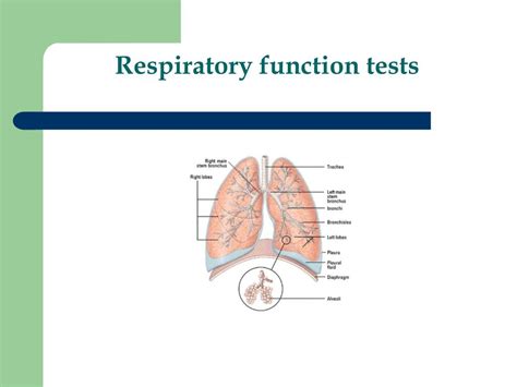 Ppt Respiratory Function Tests Powerpoint Presentation Free Download